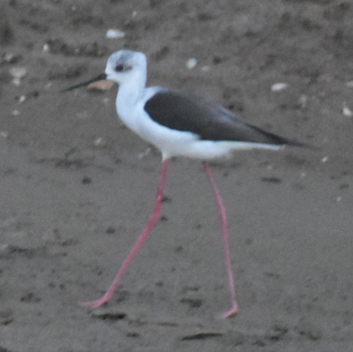 Black-winged Stilt - ML646790711