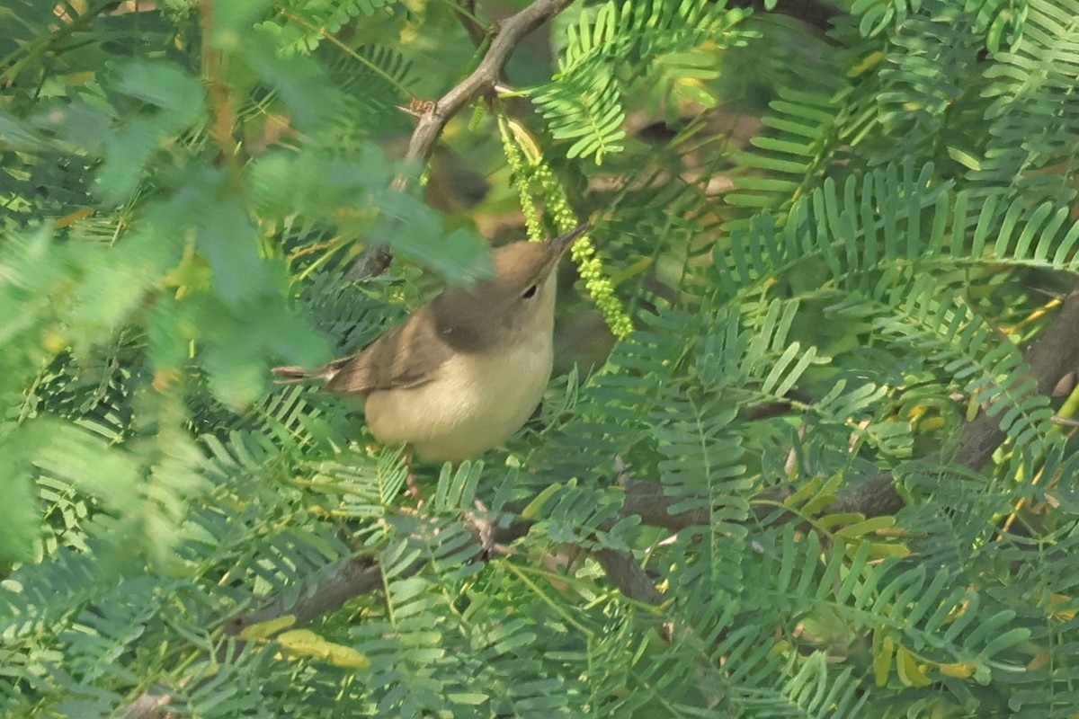 Южная бормотушка - ML646790712