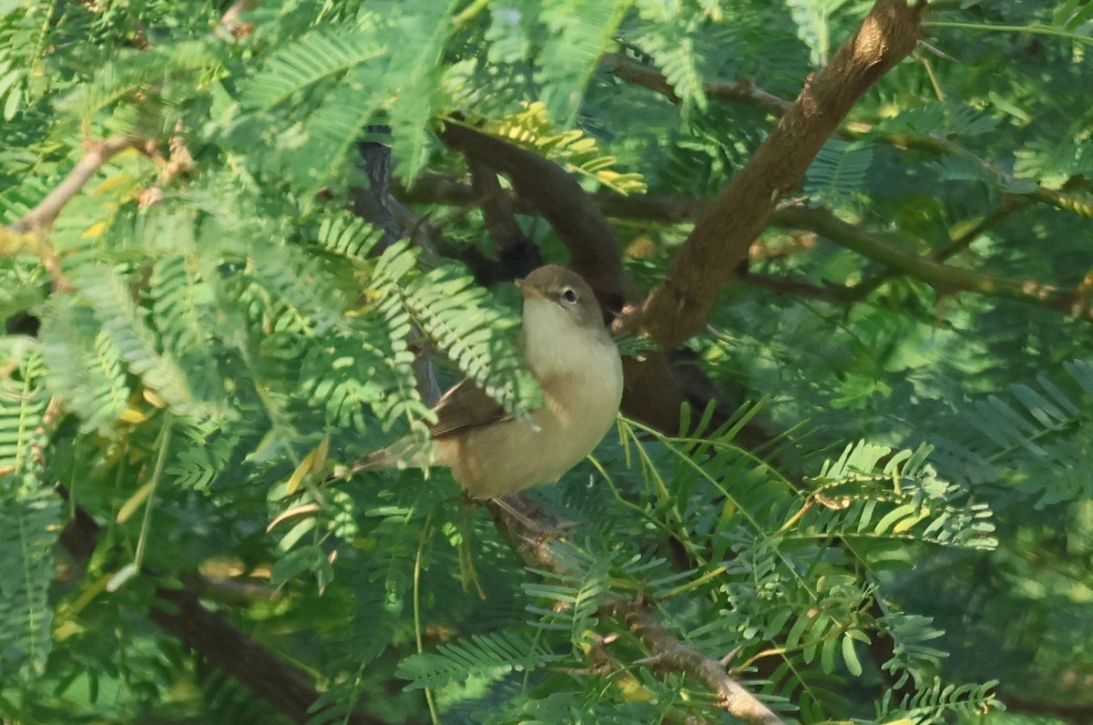 Sykes's Warbler - ML646790713