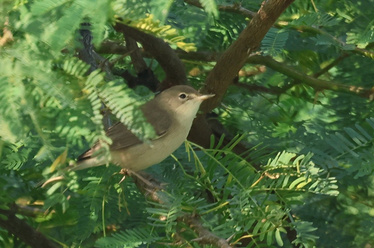 Sykes's Warbler - ML646790714