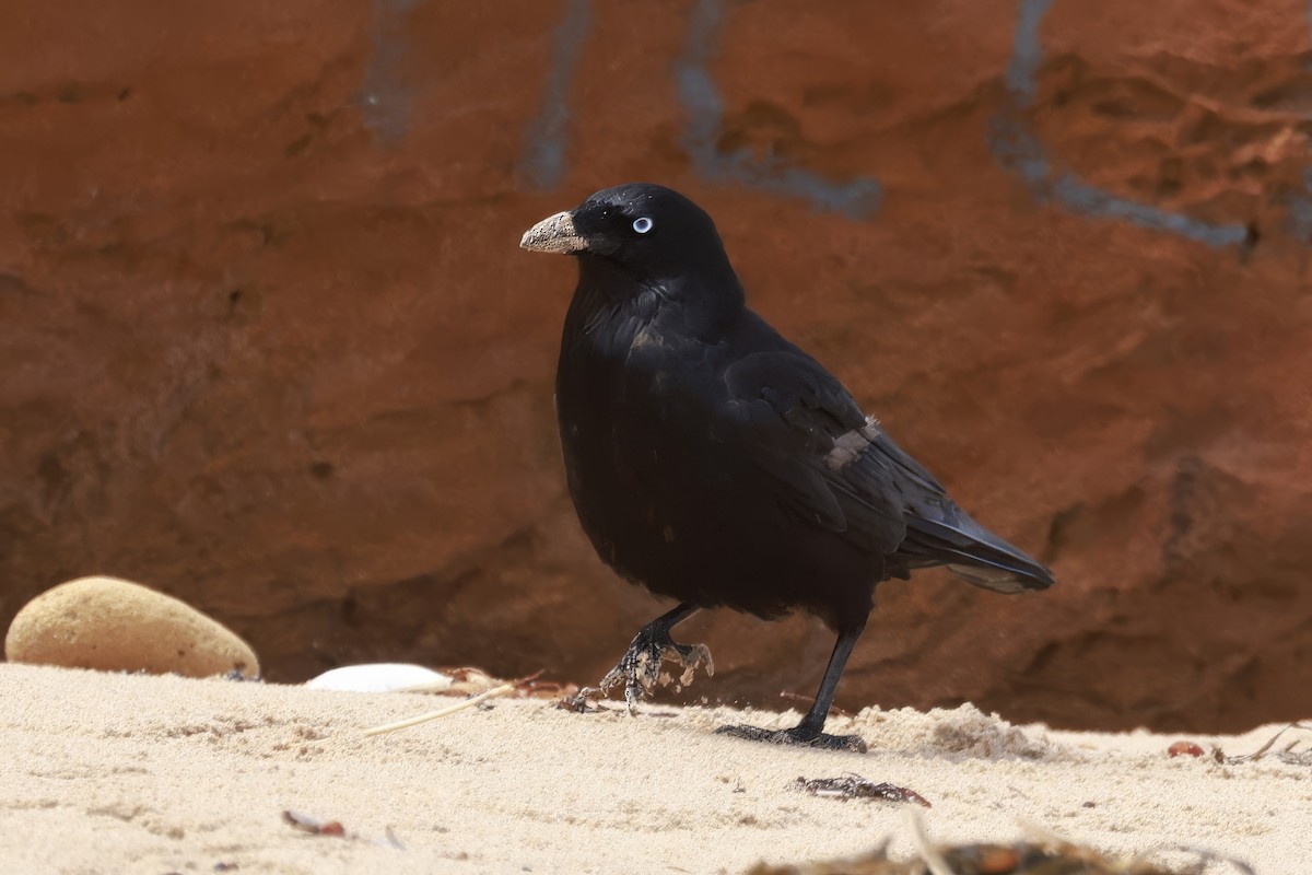 Little Raven - ML646790717