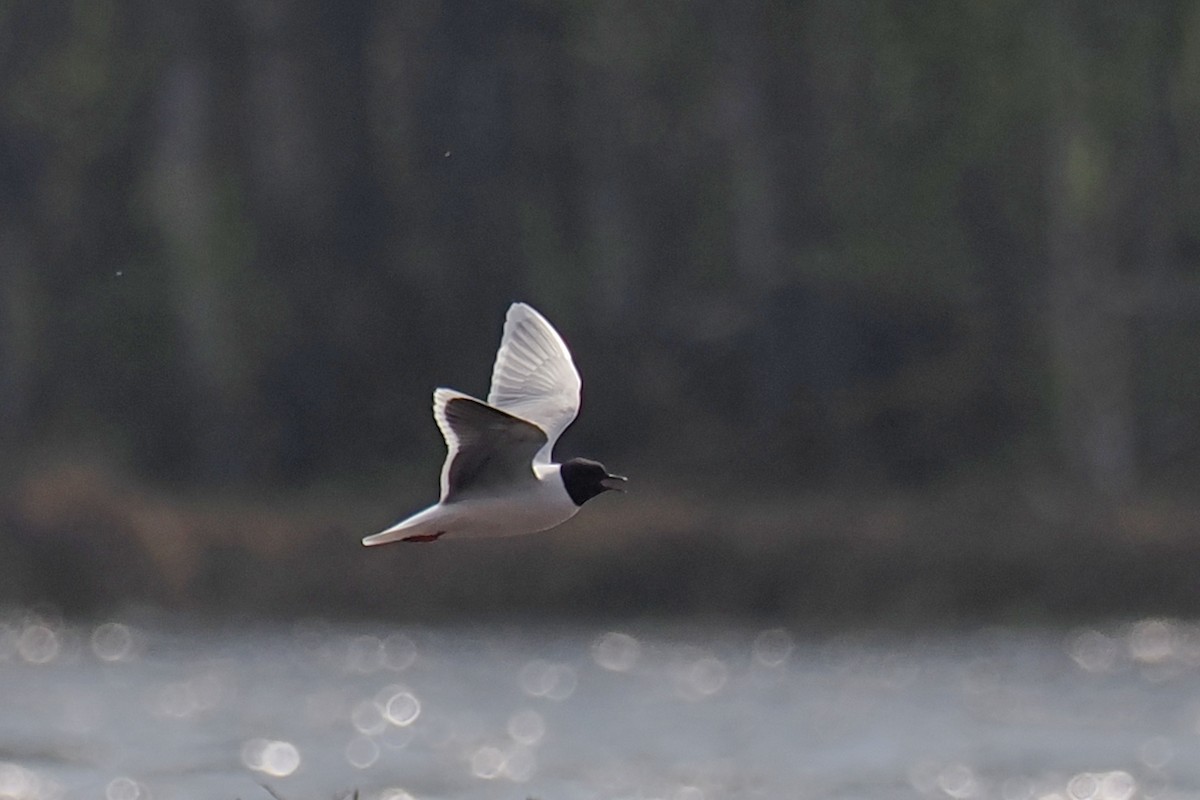 Küçük Martı - ML646790724