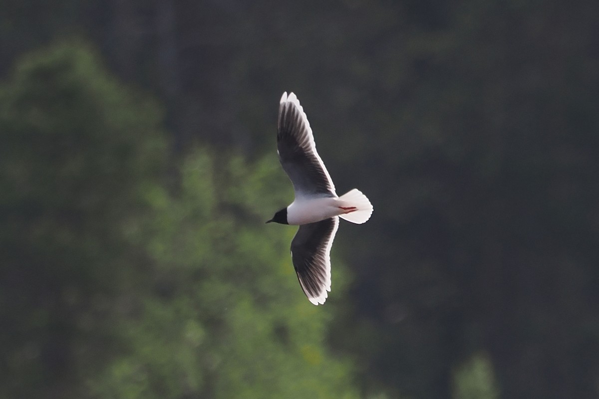 Küçük Martı - ML646790725