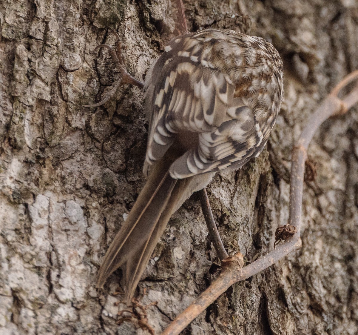 アメリカキバシリ - ML646790726