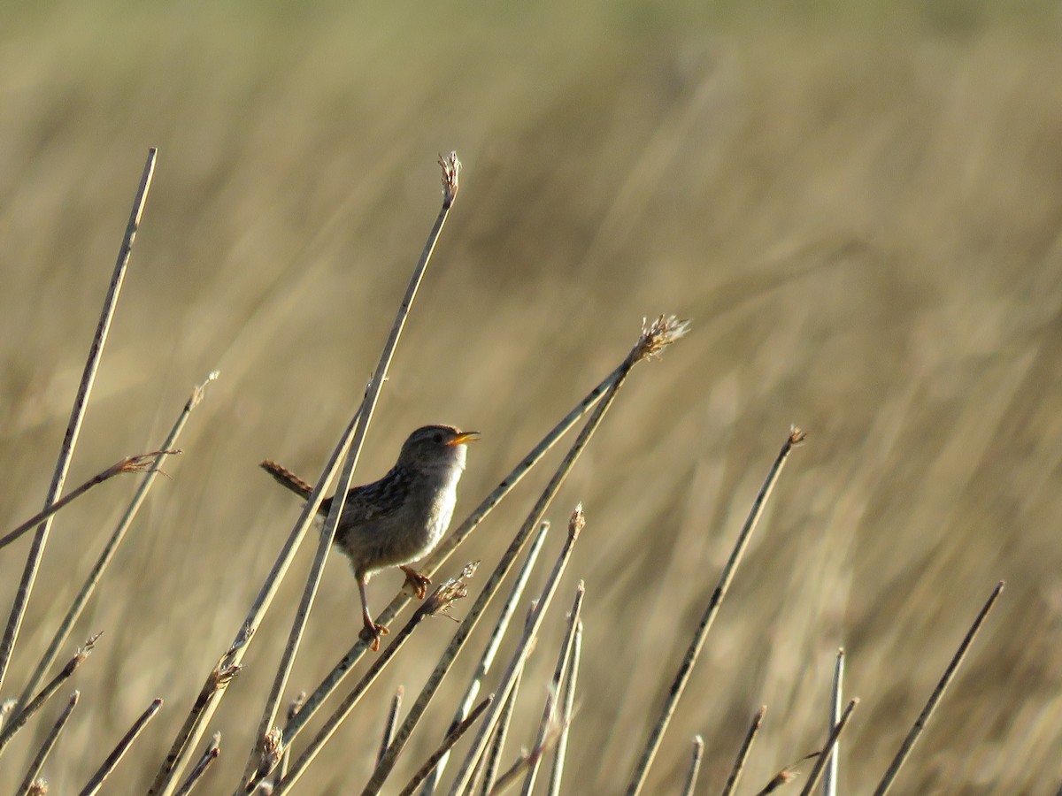 Grass Wren (Austral) - ML646790727