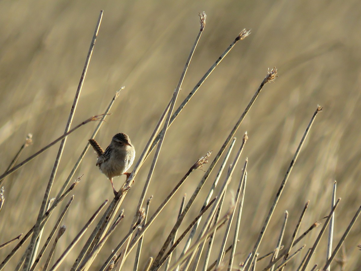 Grass Wren (Austral) - ML646790728