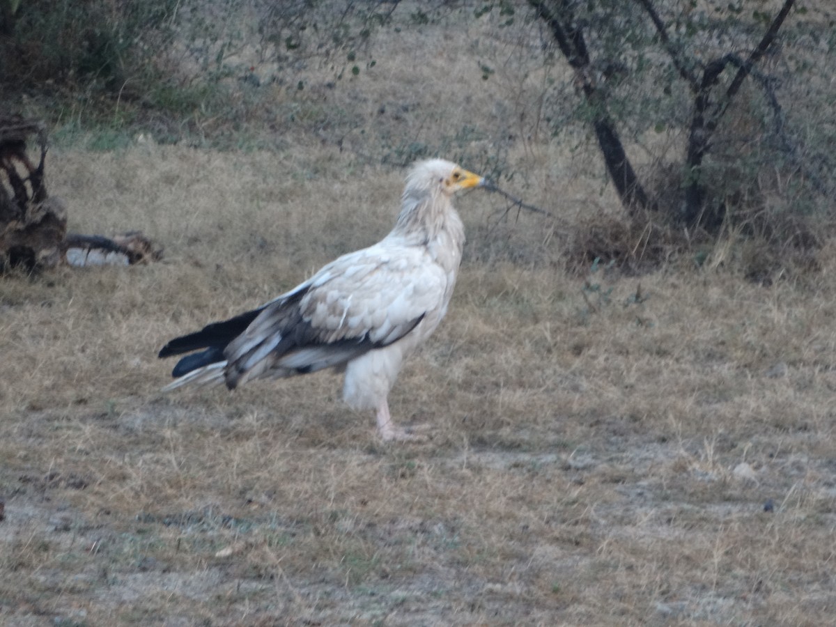Egyptian Vulture - ML646790729