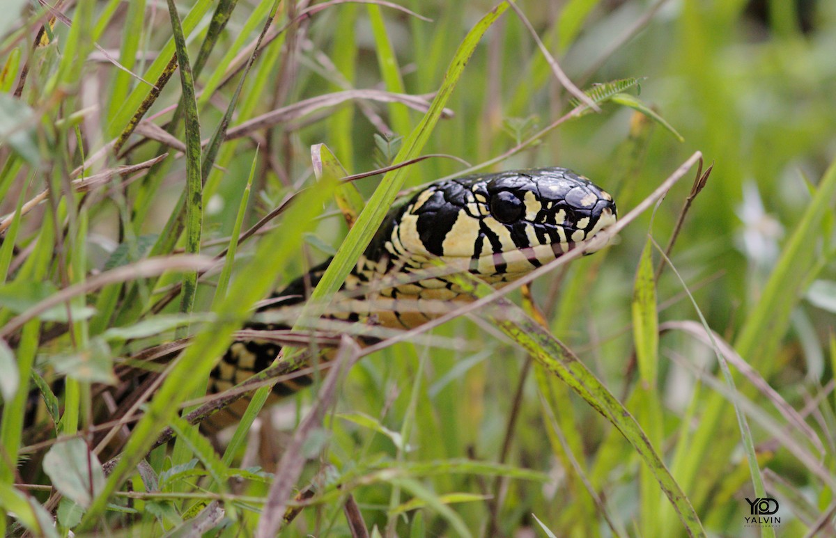 Animals - ML646790730