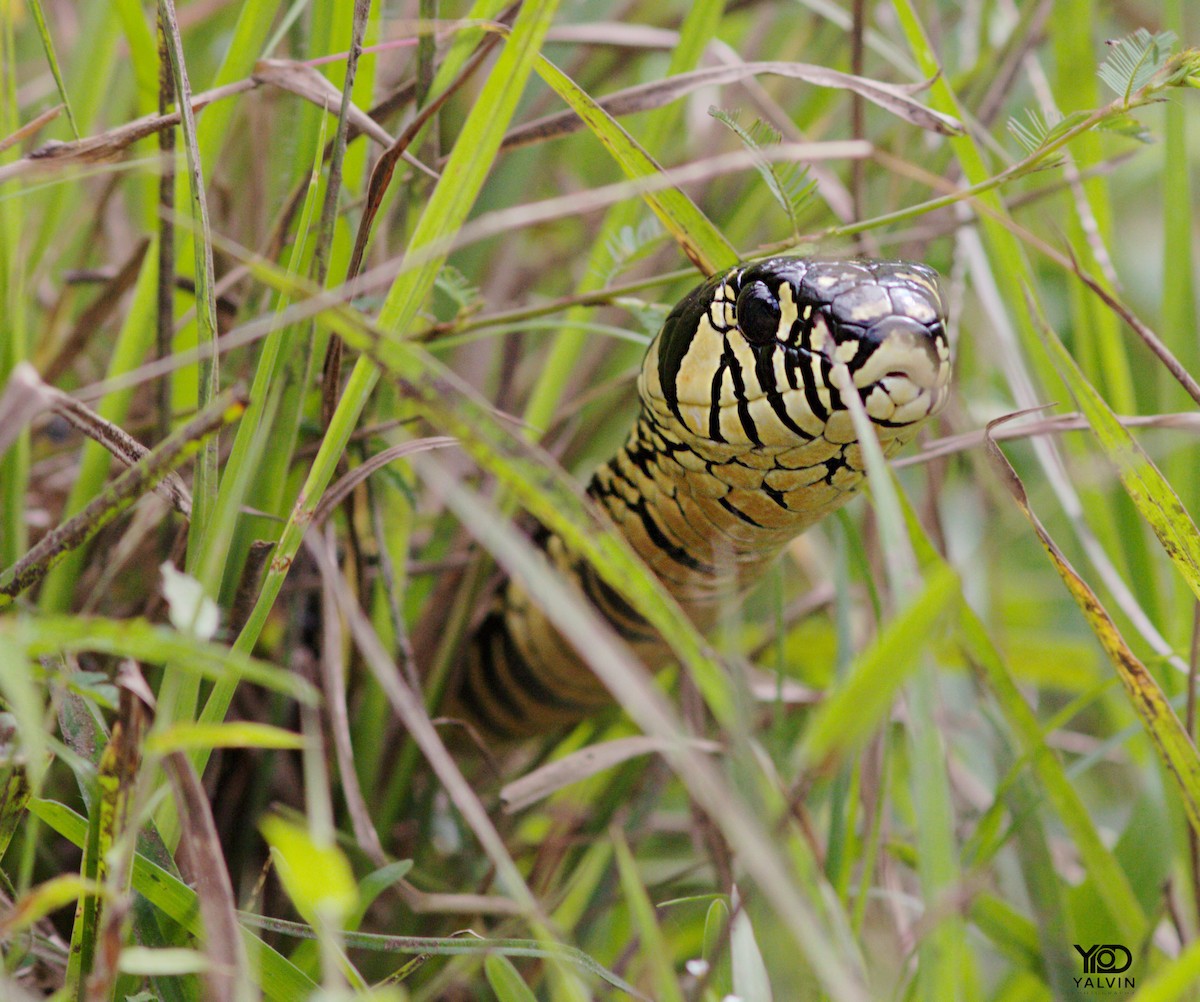 Animals - ML646790731