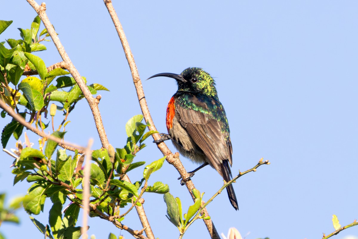 オオゴシキタイヨウチョウ - ML646790733