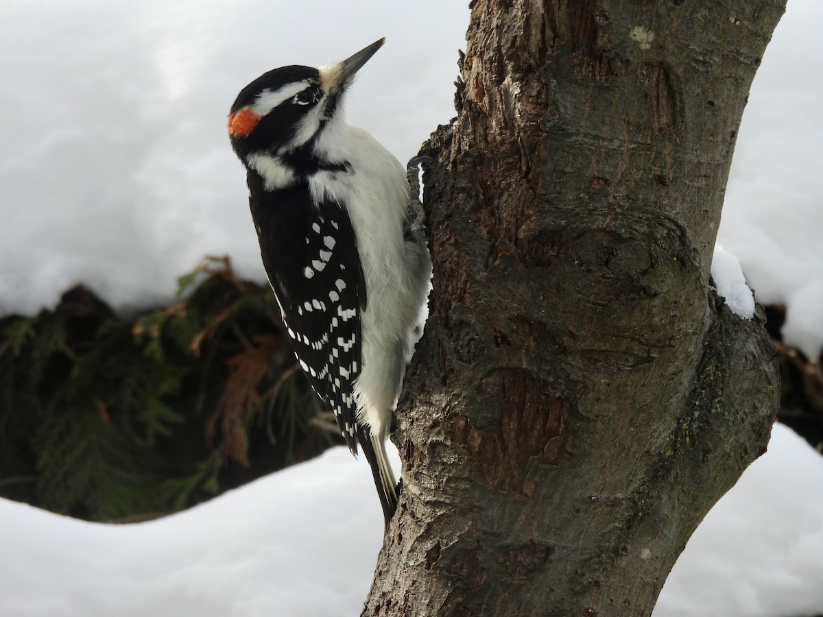 Hairy Woodpecker - ML646790734