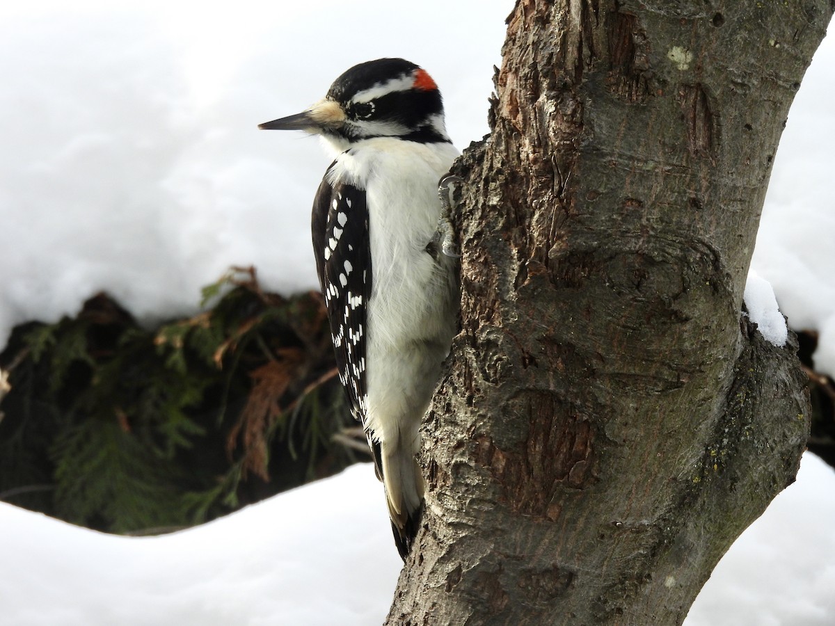 Hairy Woodpecker - ML646790735
