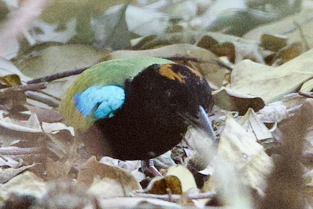 Brève iris - ML646790737