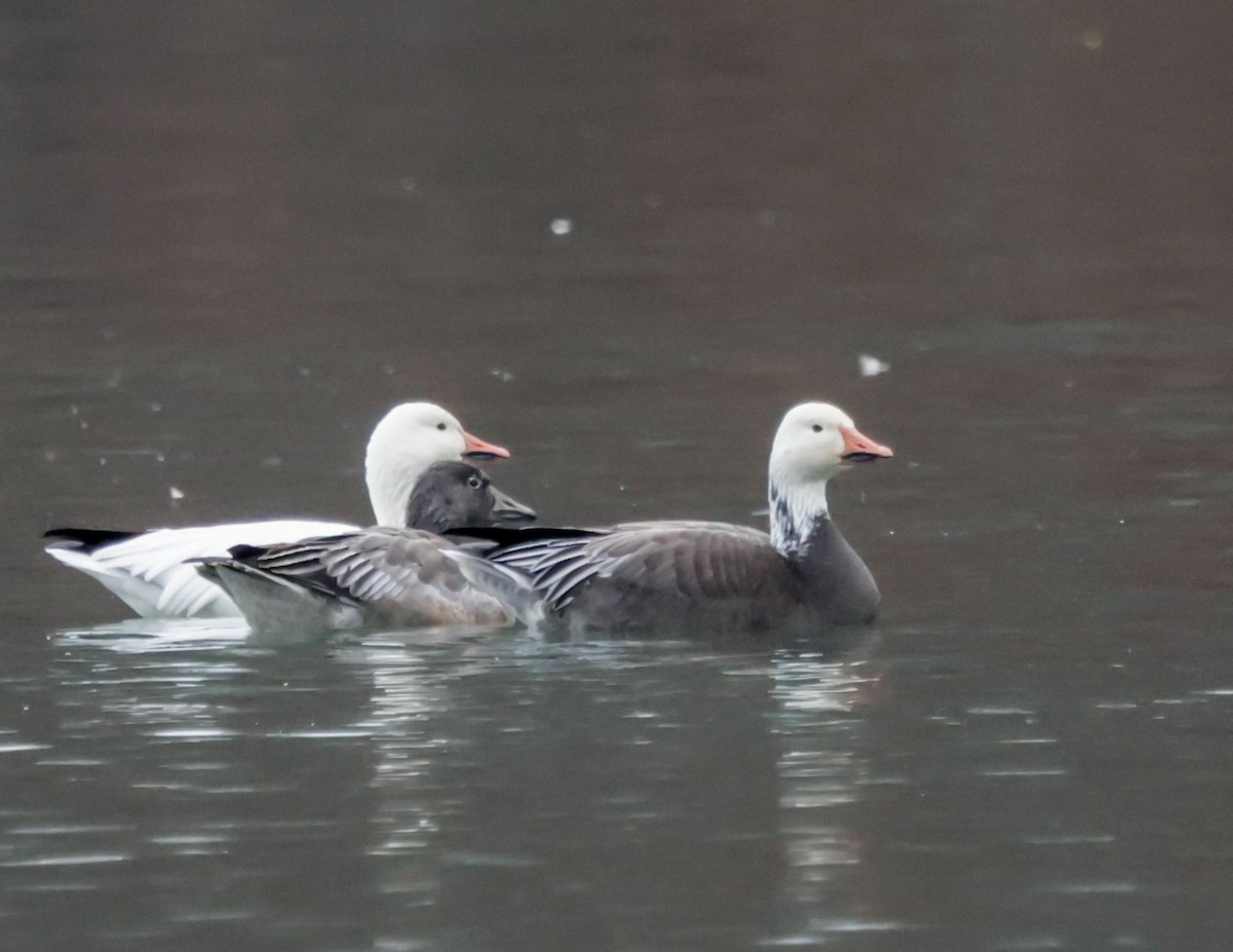 Snow Goose - ML646790738