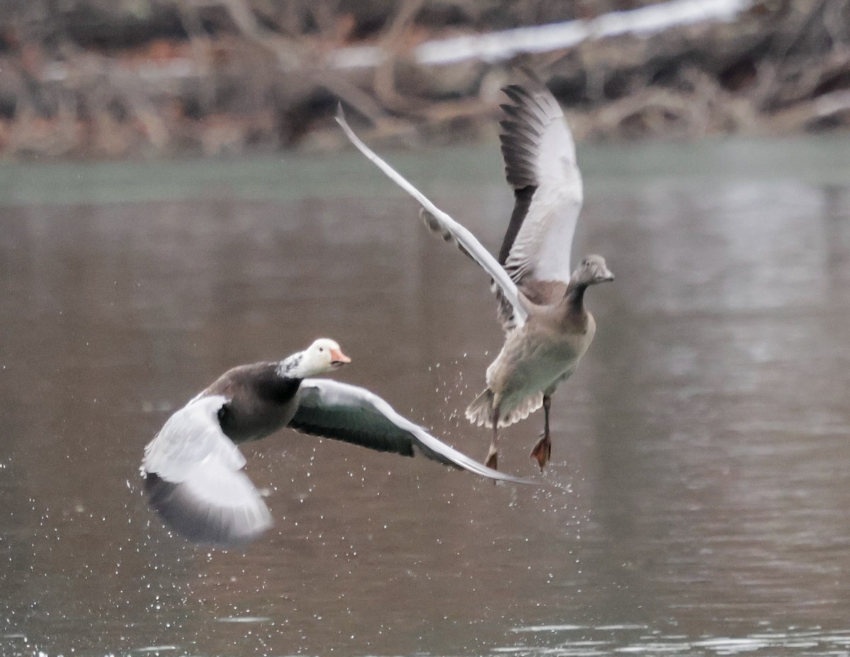 Snow Goose - ML646790739