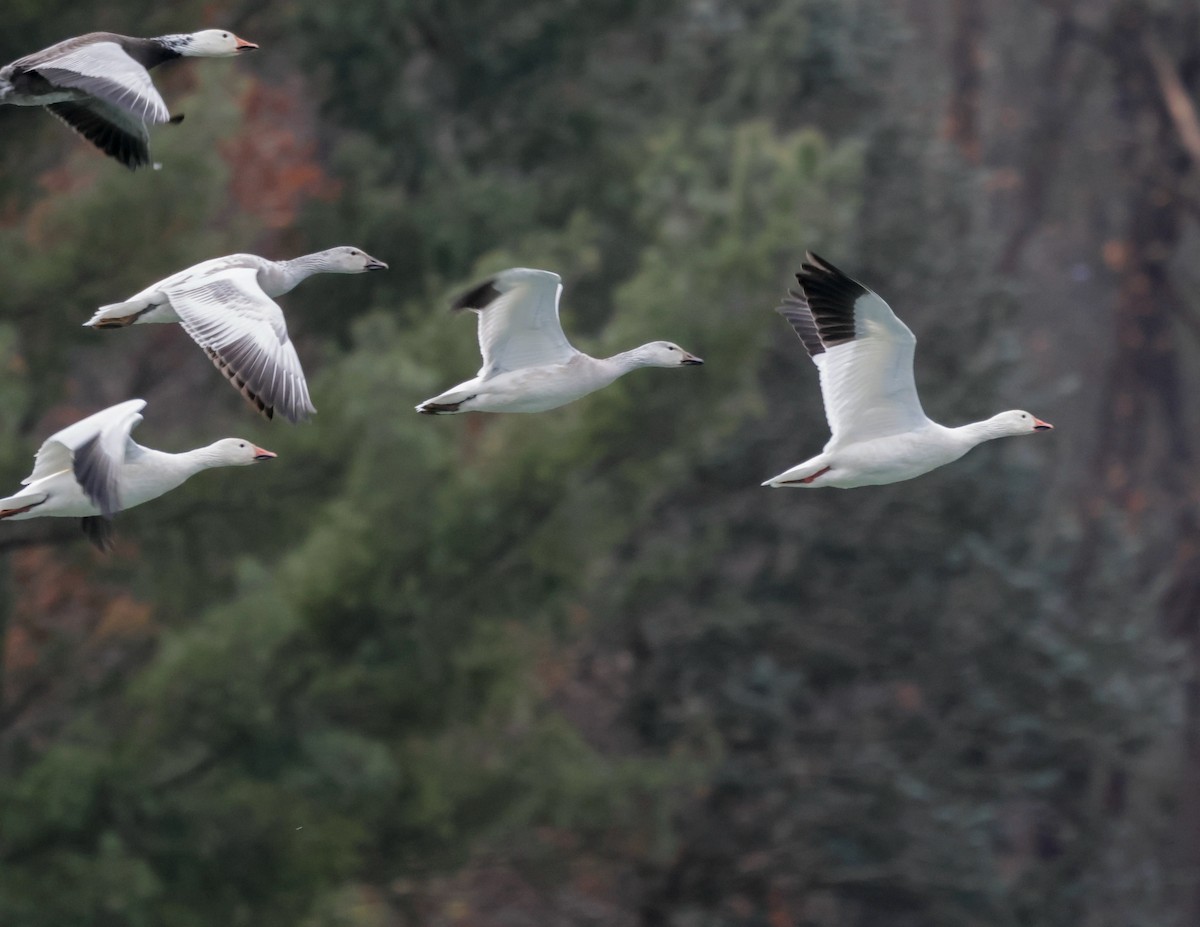 Snow Goose - ML646790740