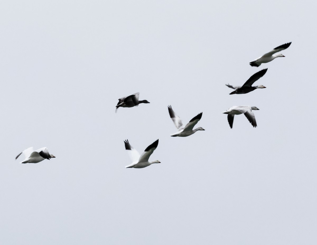 Snow Goose - ML646790741