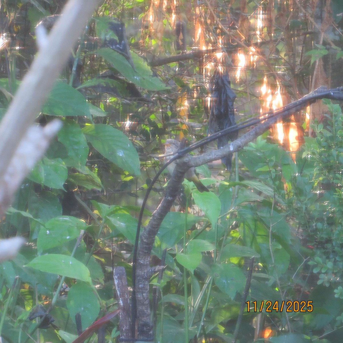 ציפור שיר בלתי-מזוהה - ML646790742