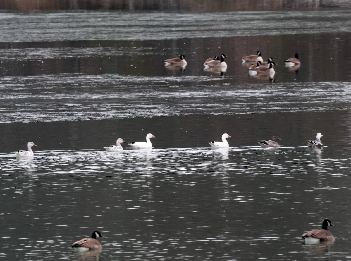 Snow Goose - ML646790743