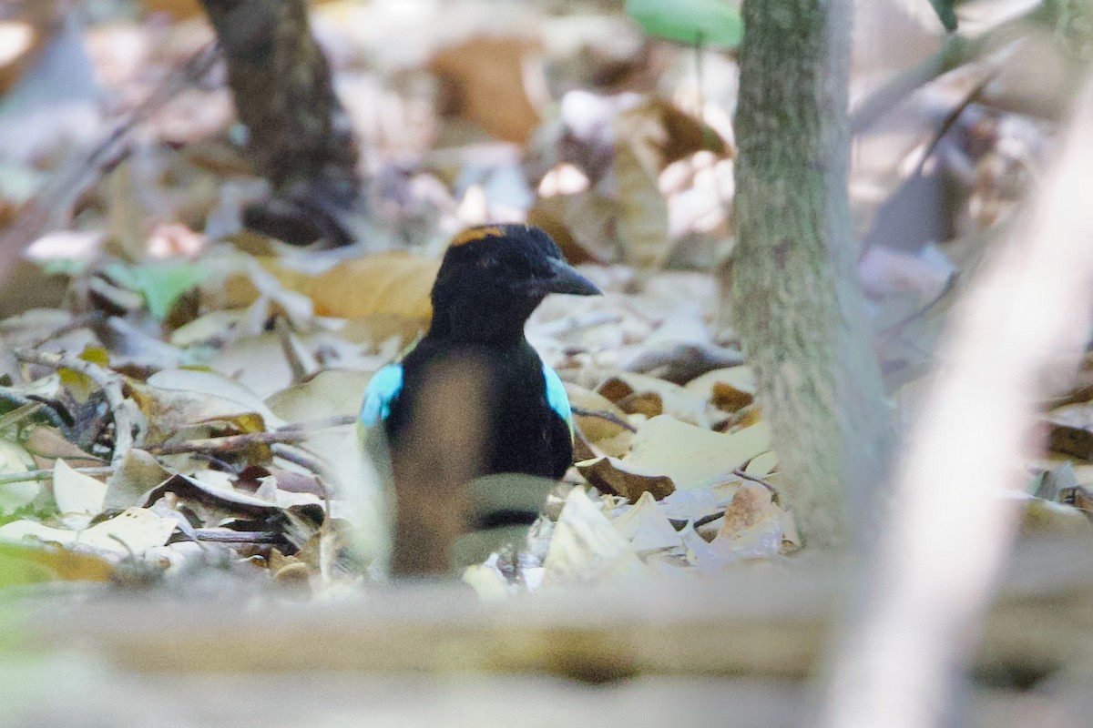 Brève iris - ML646790744