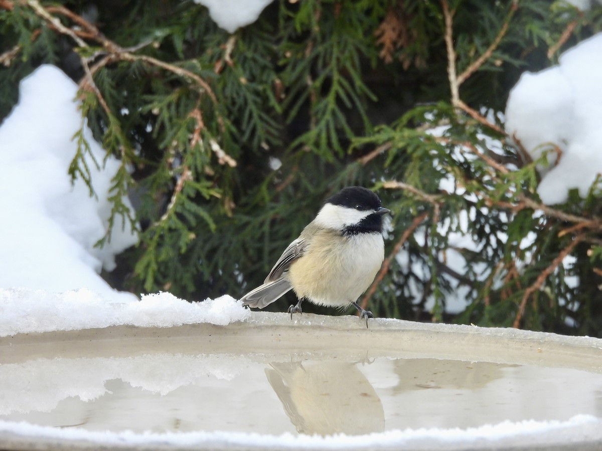 Black-capped Chickadee - ML646790745