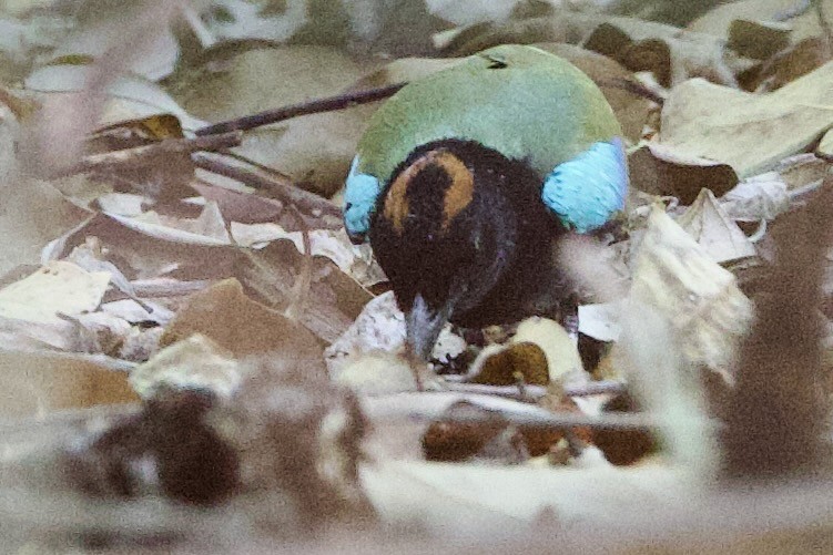 Brève iris - ML646790746