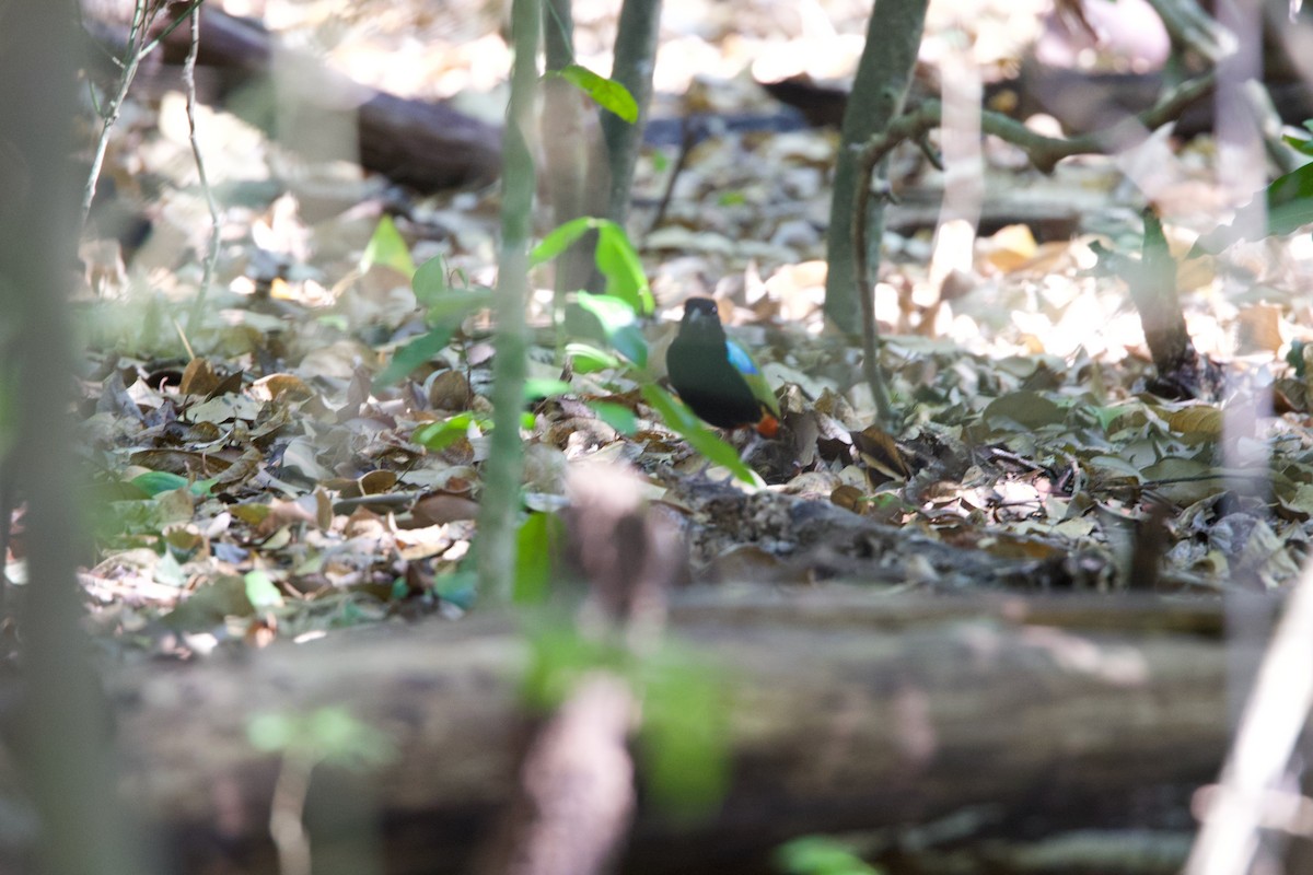 Brève iris - ML646790748