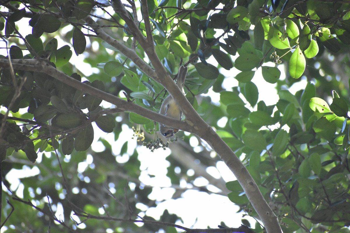 Yucatan Vireo - ML646790750