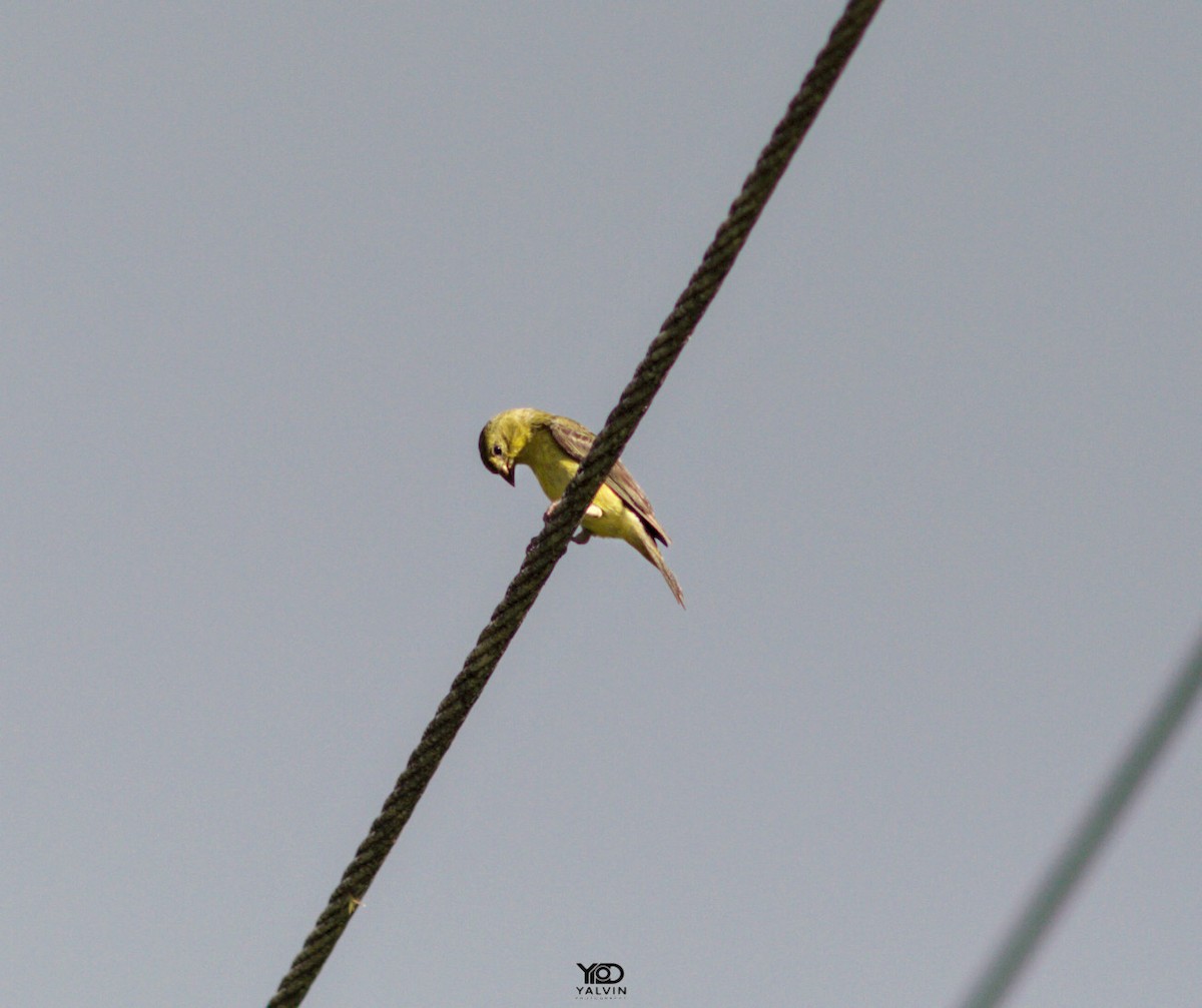 Lesser Goldfinch - ML646790751
