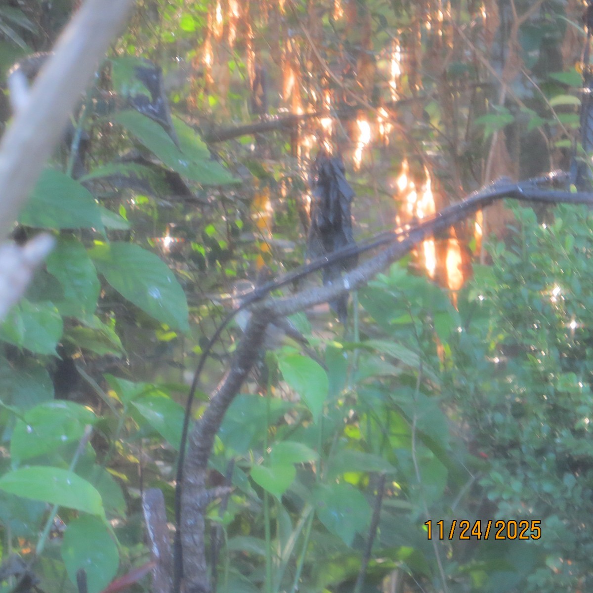 ציפור שיר בלתי-מזוהה - ML646790757