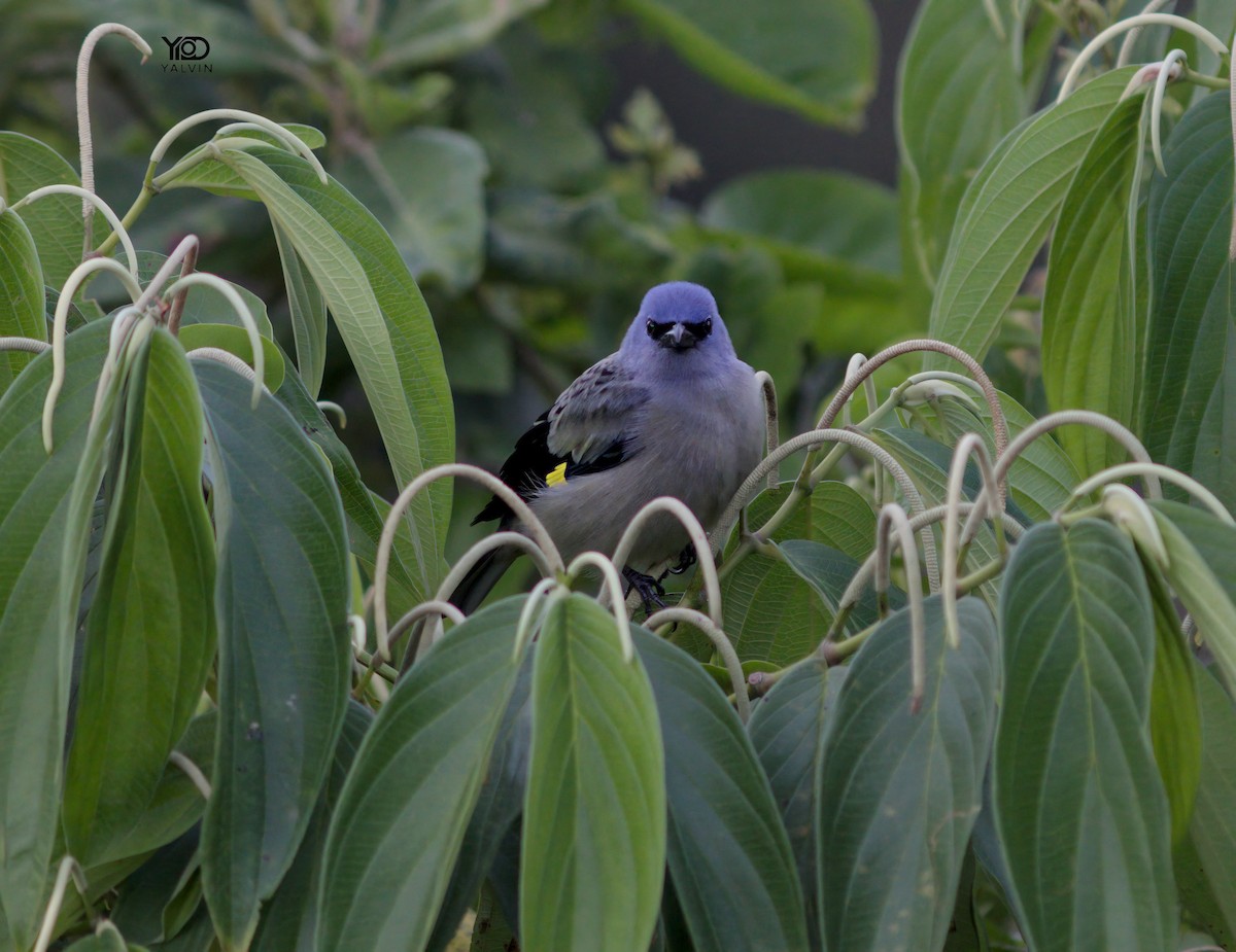 Yellow-winged Tanager - ML646790760