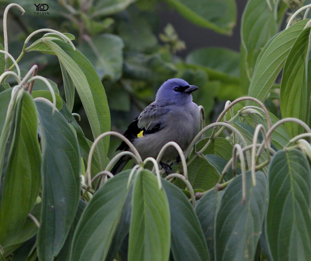 Yellow-winged Tanager - ML646790761