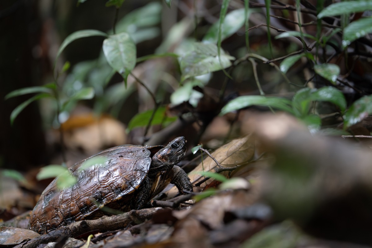 Animals - ML646790763