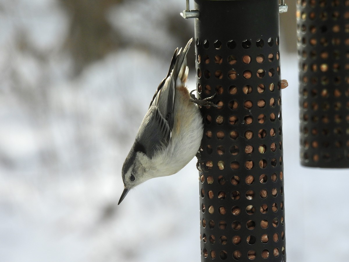 White-breasted Nuthatch - ML646790764