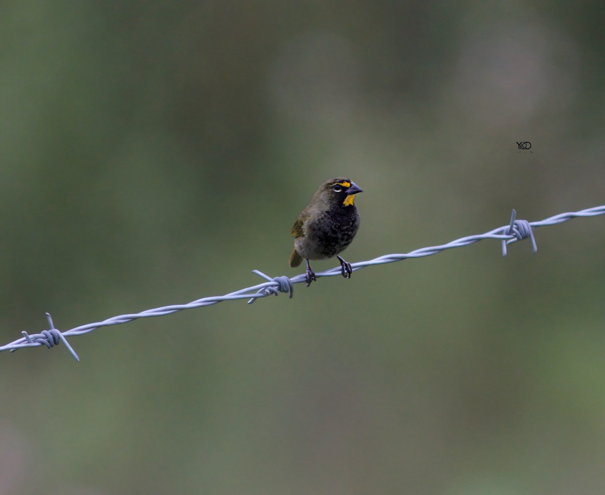 Yellow-faced Grassquit - ML646790765