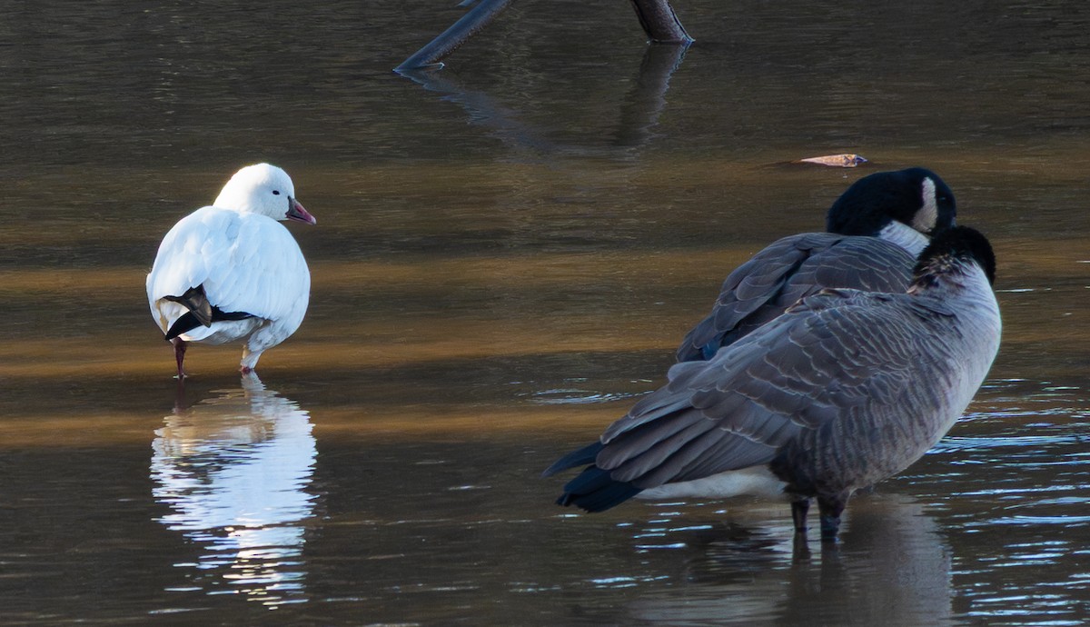 husa bělostná - ML646790766