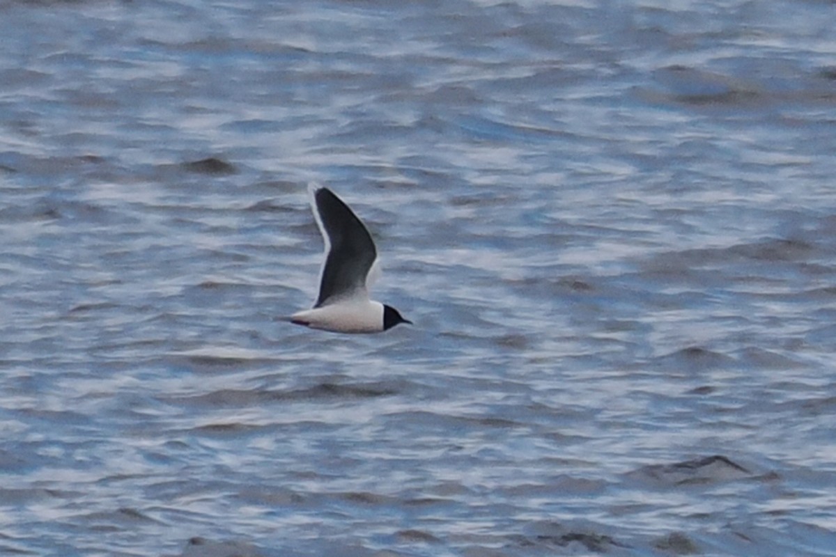 Küçük Martı - ML646790767