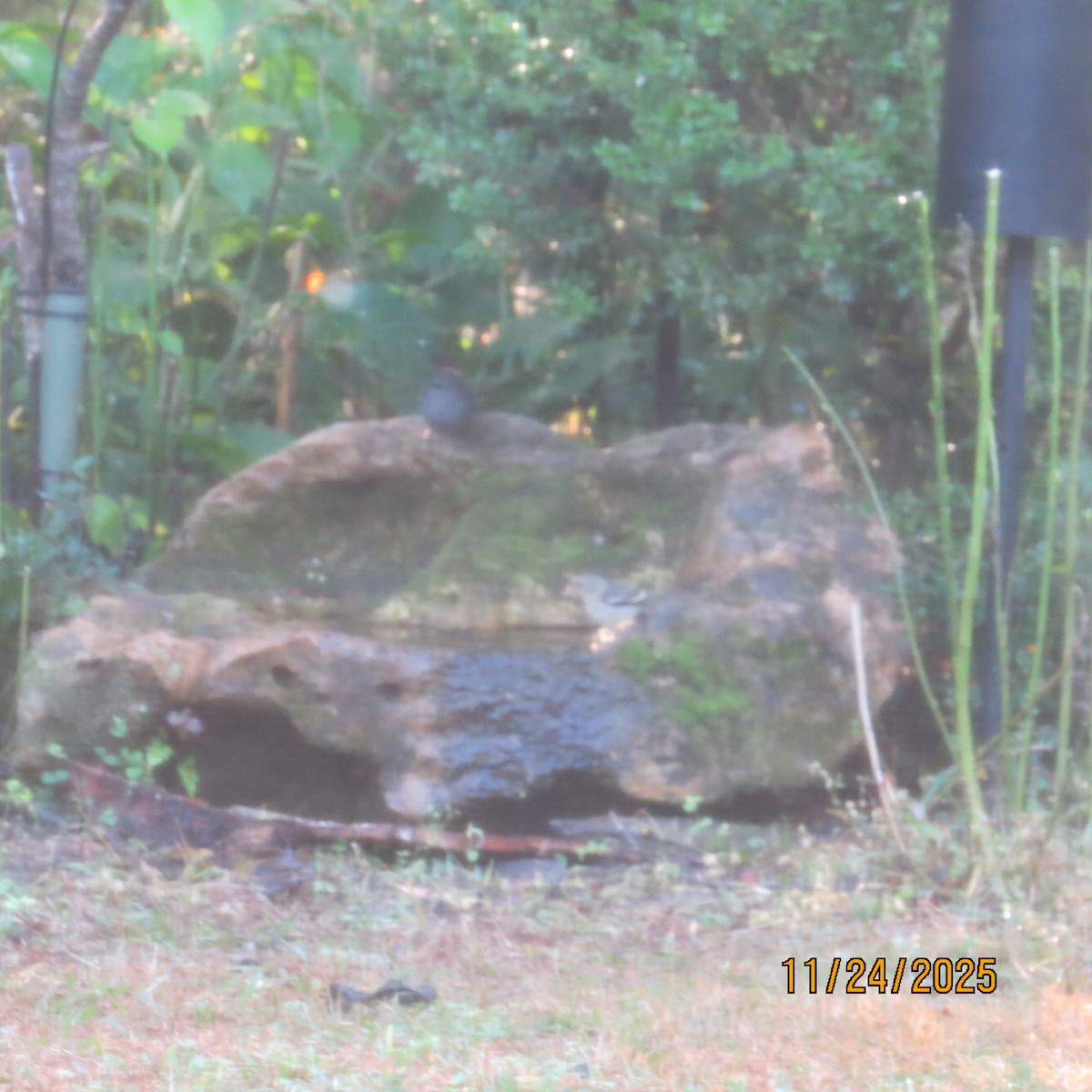 ציפור שיר בלתי-מזוהה - ML646790769