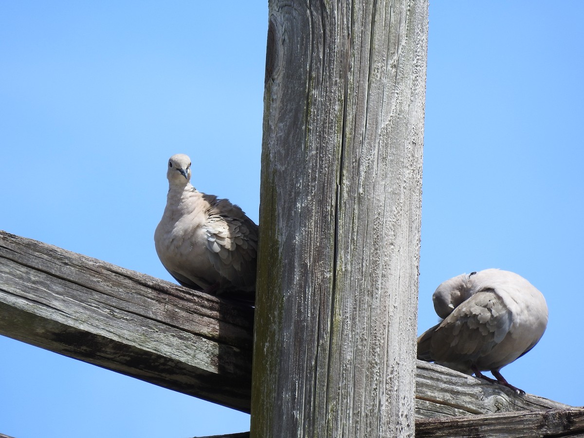 Буулгат хүүрзгэнэ - ML646790770