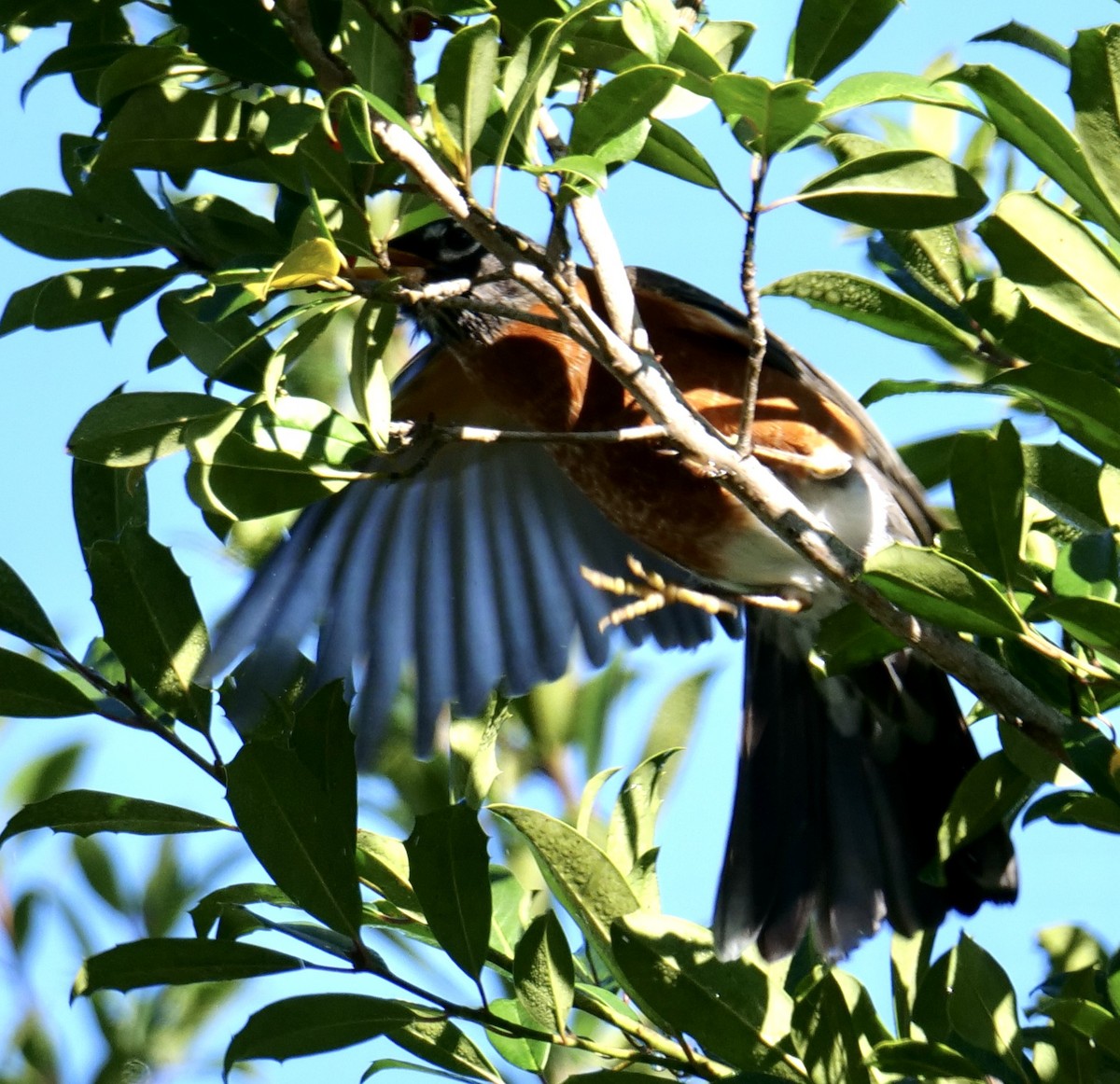 Göçmen Ardıç - ML646790775