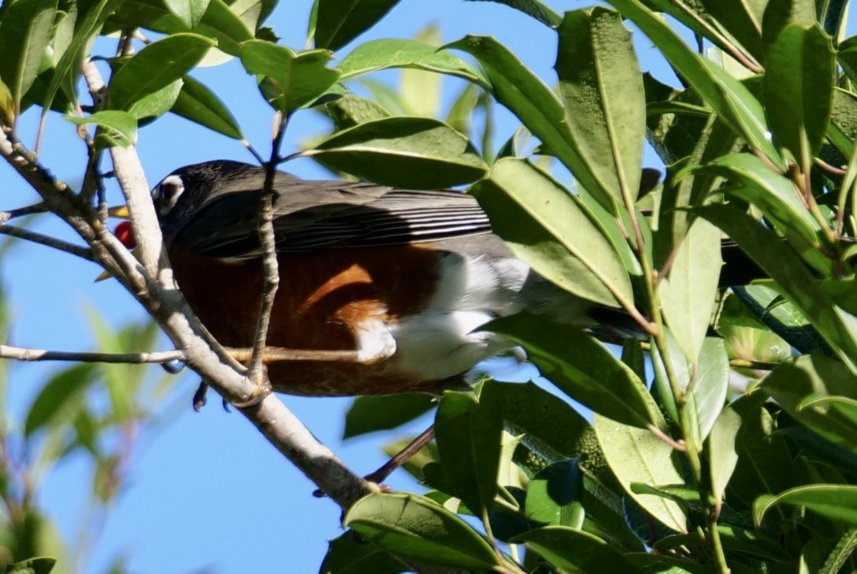 Göçmen Ardıç - ML646790776