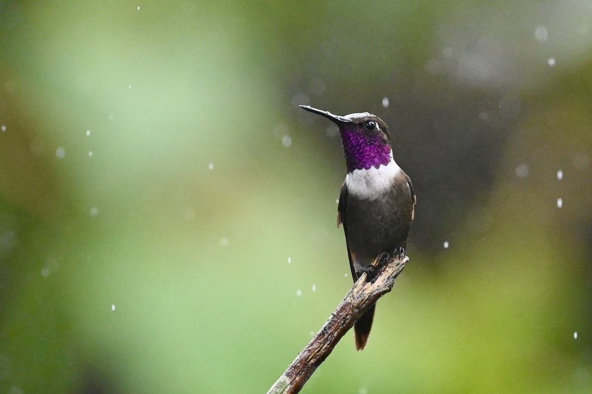 Purple-throated Woodstar - ML646790777