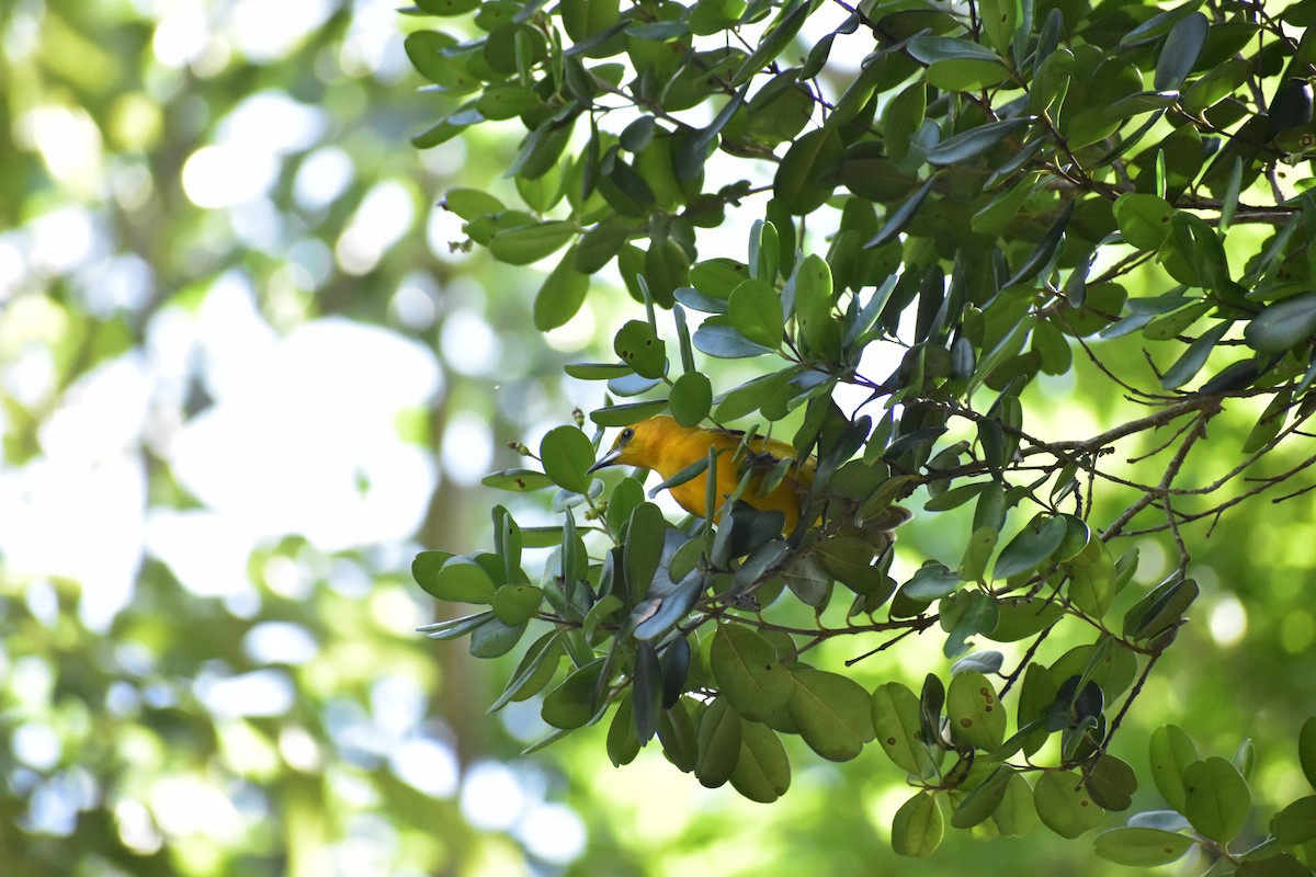 Orchard/Hooded Oriole - ML646790778