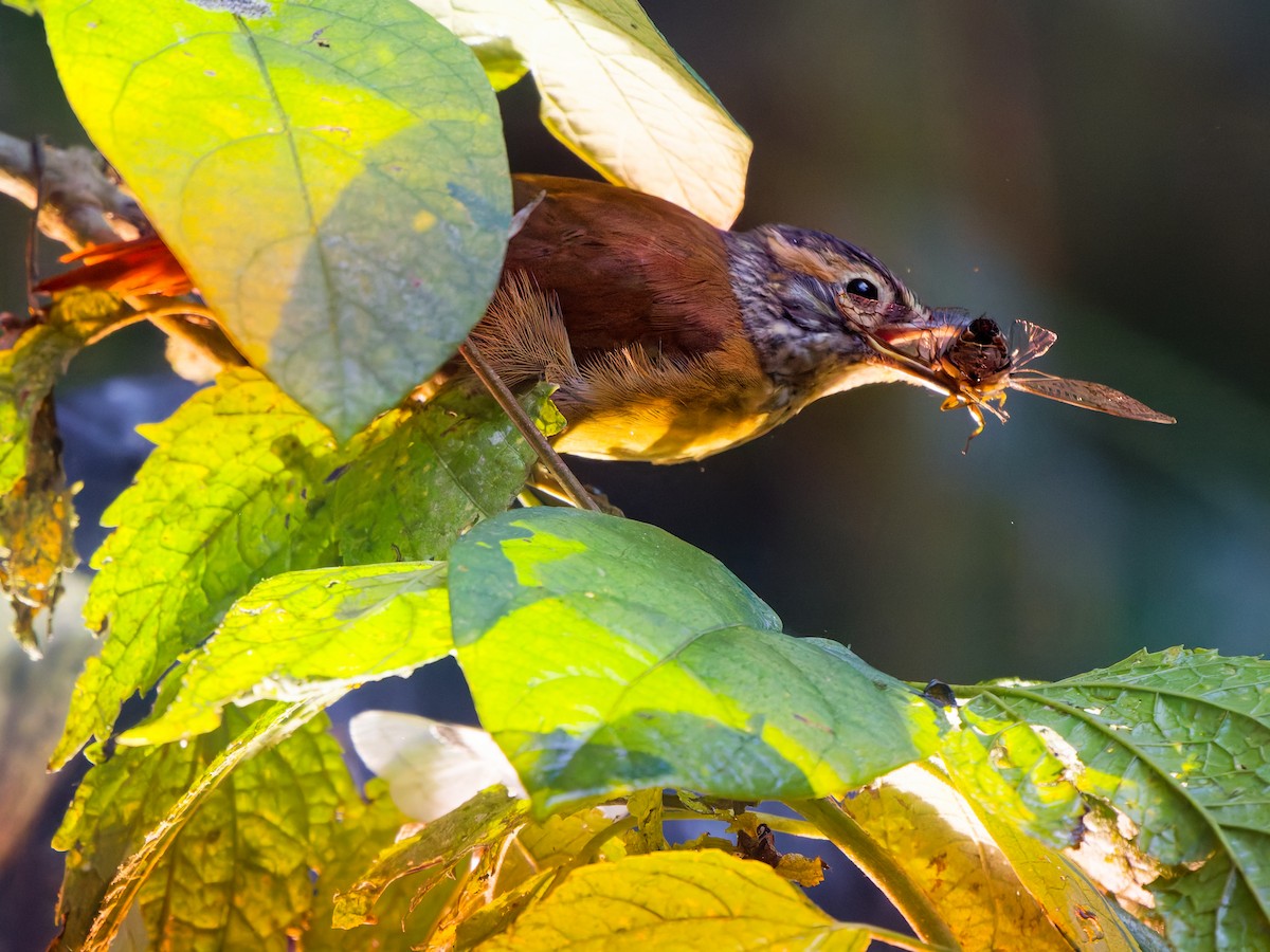 Ticotico de Anteojos (temporalis) - ML646790779