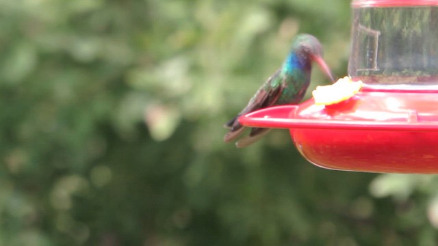 Цинантус синьогорлий - ML646790780