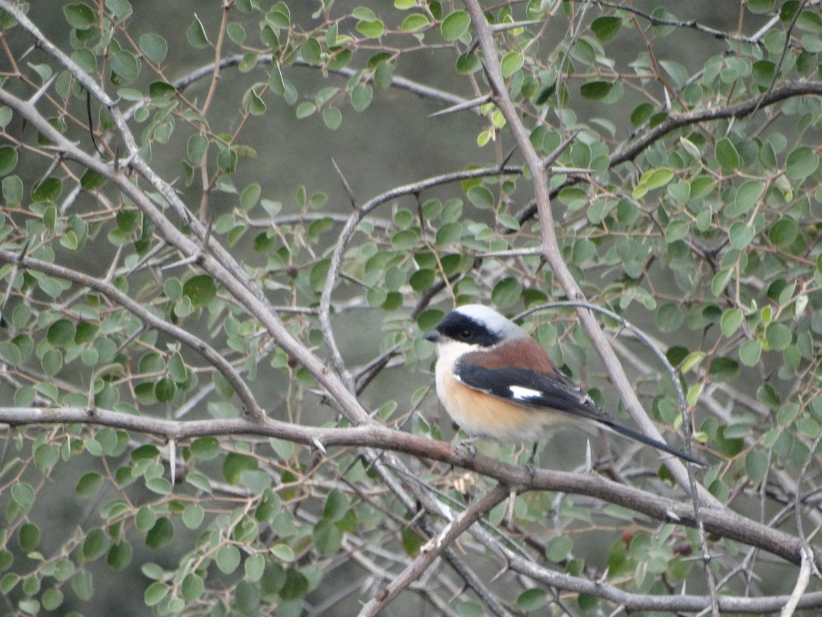 Bay-backed Shrike - ML646790783
