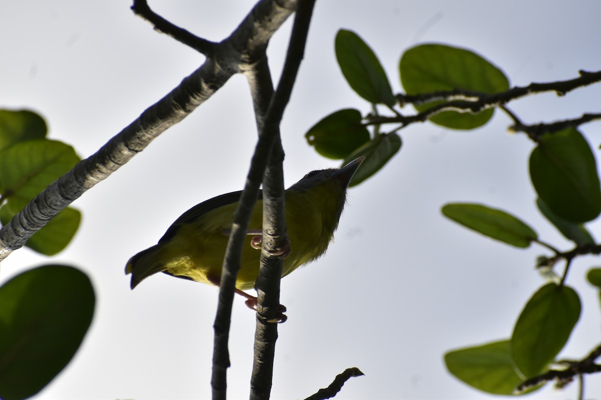 Віреон рудобровий - ML646790784