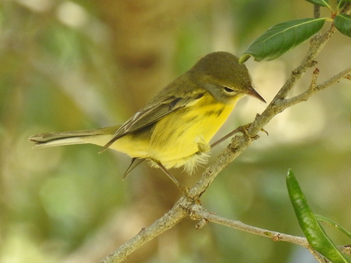 Rotmantel-Waldsänger - ML646790785