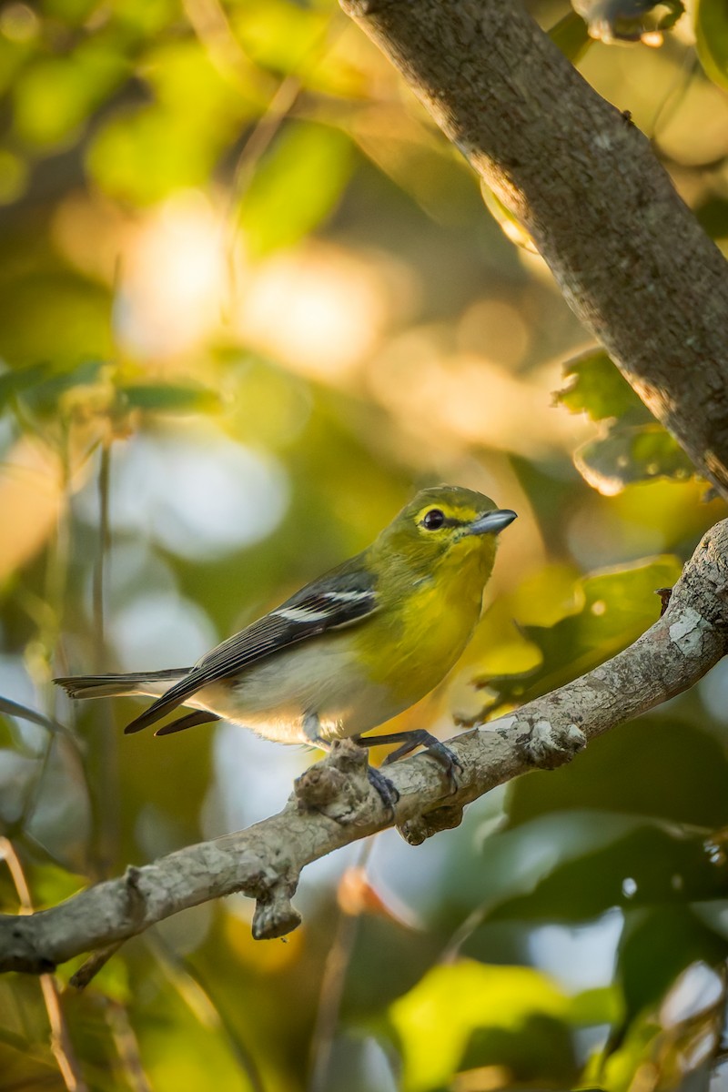 Yellow-throated Vireo - ML646790787