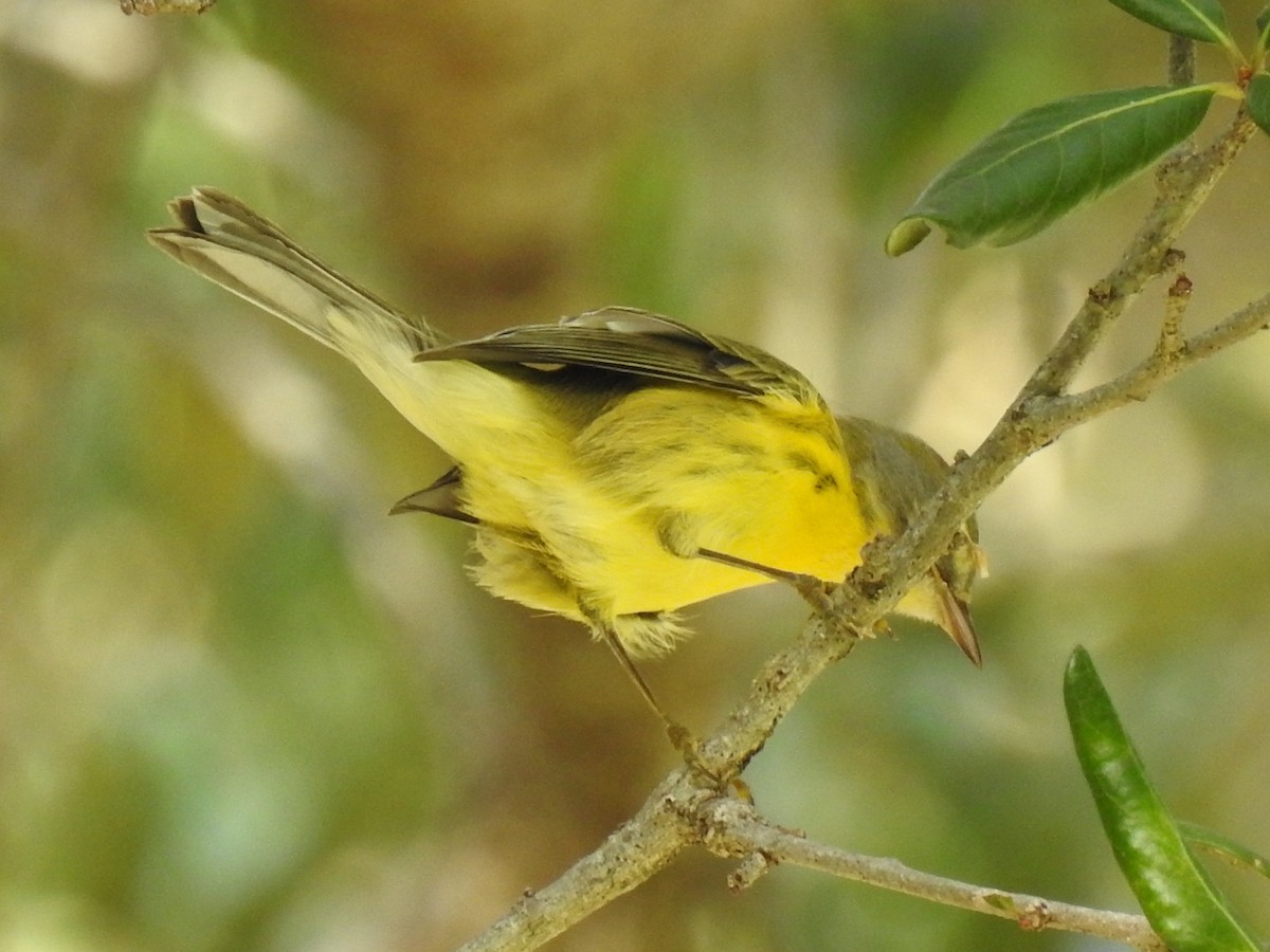 Rotmantel-Waldsänger - ML646790792